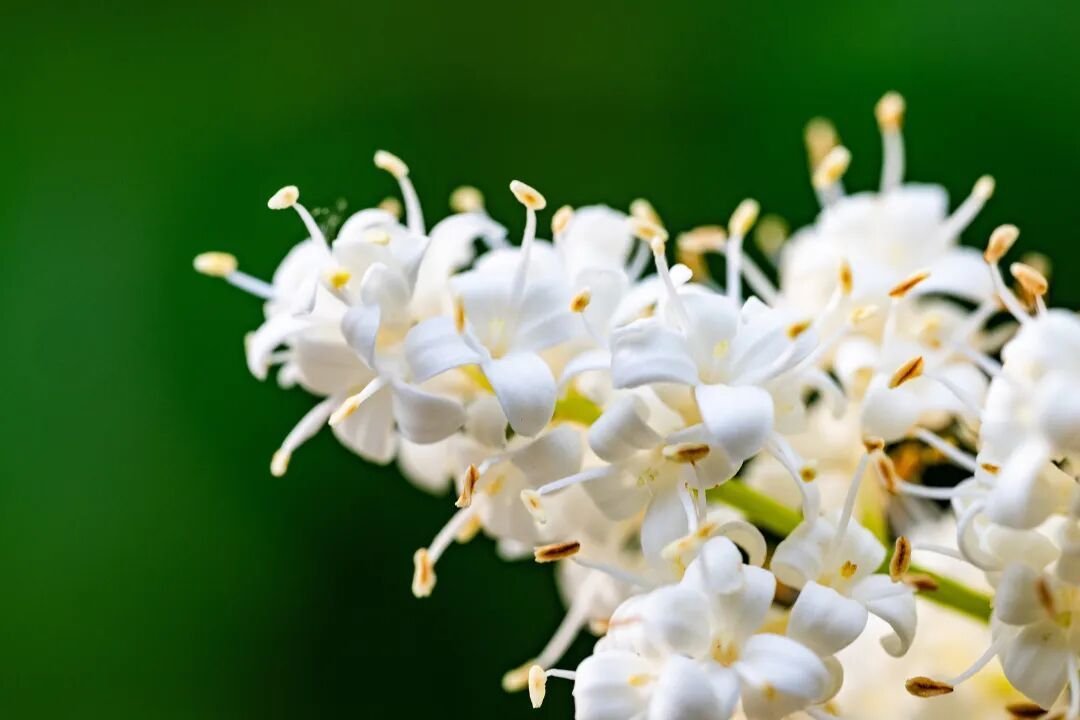 花期就20天,现在已开“爆”!就在北京这里—— 花期就20天,现在已开“爆”!就在北京这里——