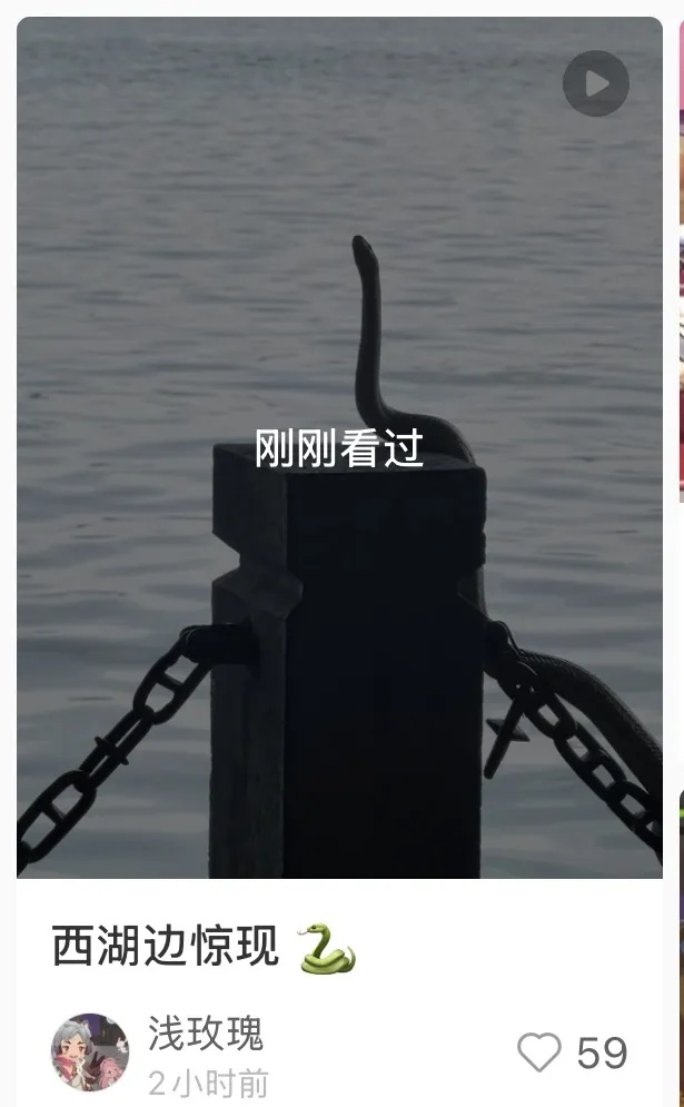 浙江杭州西湖边一条“青蛇”被围观,被抓后在野外放生,巧的是上周“白娘子”才被发现 浙江杭州西湖边一条“青蛇”被围观,被抓后在野外放生,巧的是上周“白娘子”才被发现