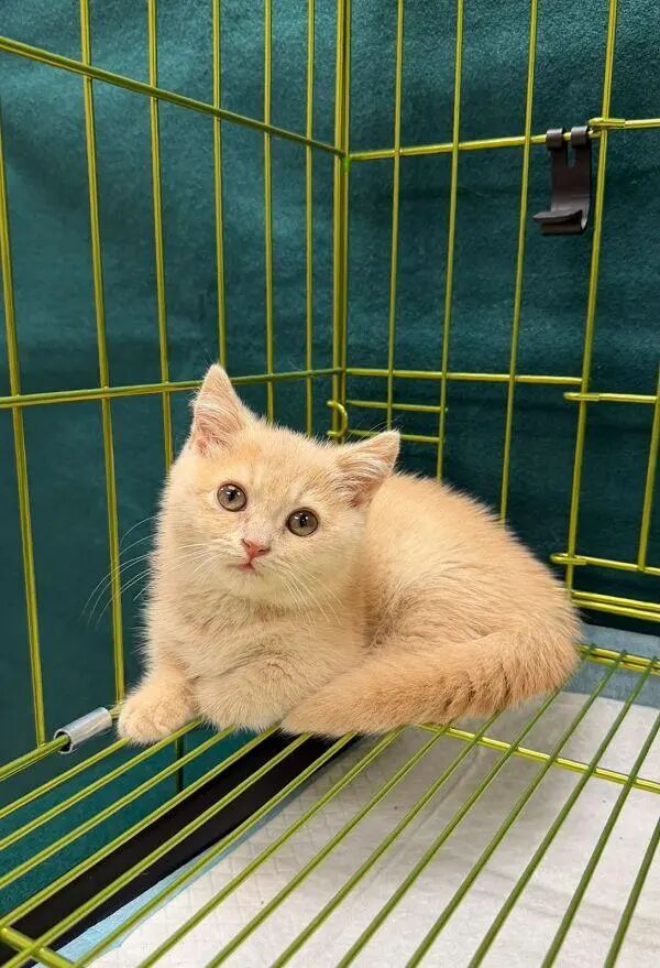 60岁男子在包里藏了只价值约15000港元的小猫入境香港，被海关人员当场查获