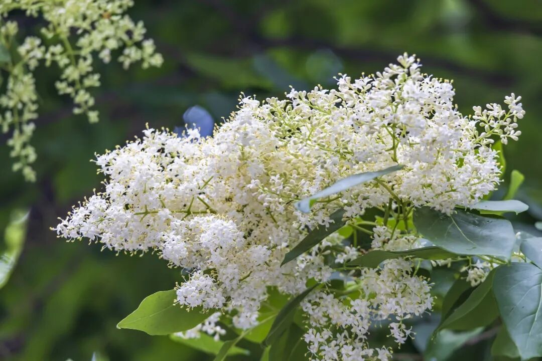 花期就20天,现在已开“爆”!就在北京这里—— 花期就20天,现在已开“爆”!就在北京这里——