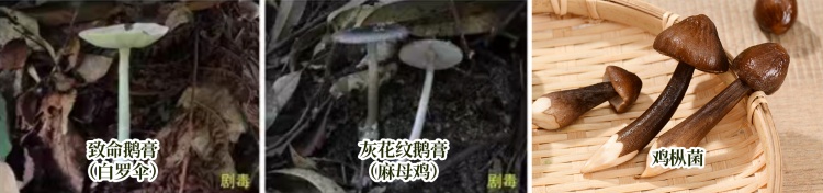 误食菌子中毒不止会致幻 别让美味变危险