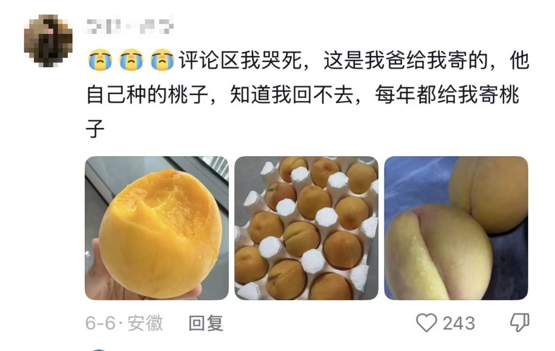 “我对我爸说杏熟了我就回去吃杏，然后我爸天天去看杏熟了没”