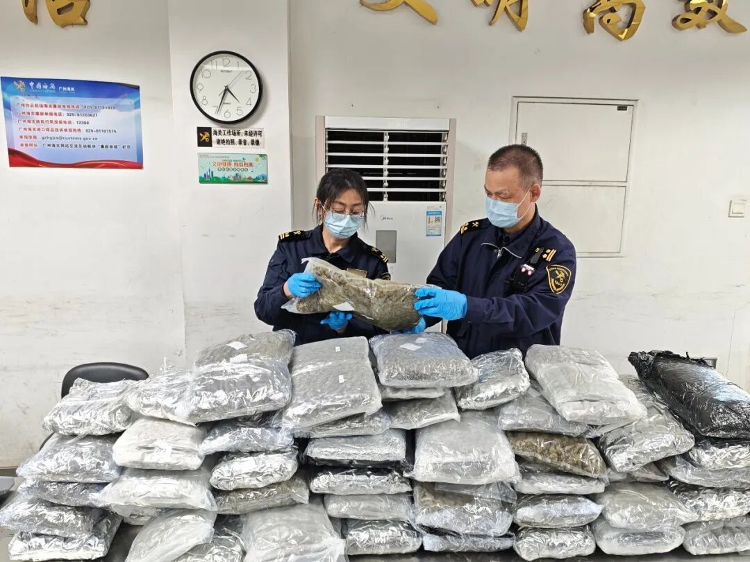 查获大麻枕芯近50公斤 查获大麻枕芯近50公斤