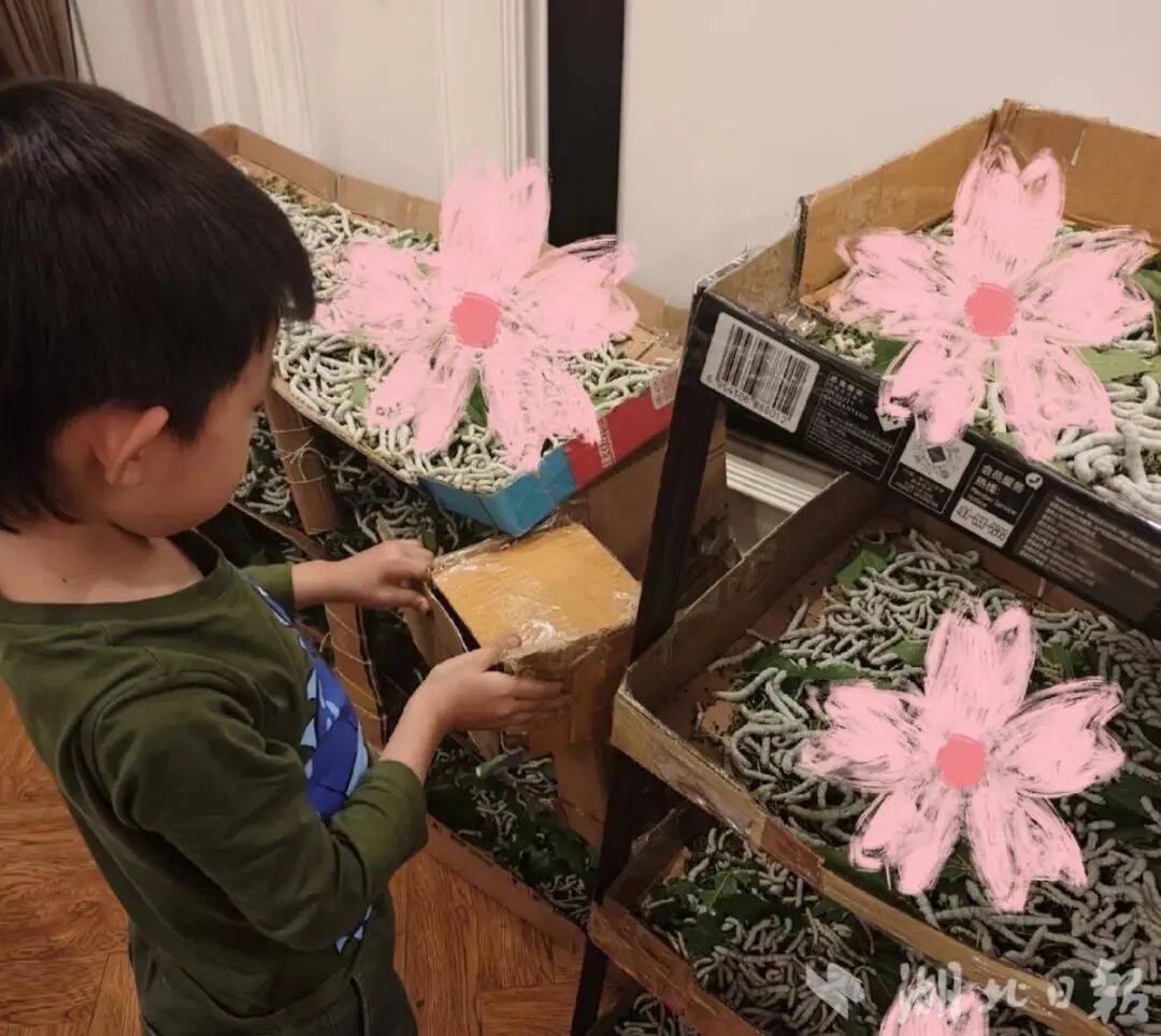 儿子想做蚕丝被,妈妈网购1万粒蚕卵,全家耗时六十多天,手搓两床被子 儿子想做蚕丝被,妈妈网购1万粒蚕卵,全家耗时六十多天,手搓两床被子