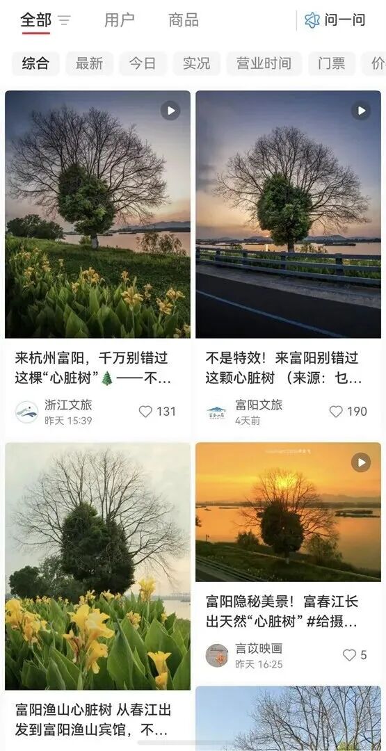 杭州这棵树火了！不少网友傻眼：怎么长得？