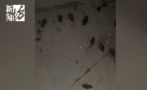 “都爬我身上了!”居民楼内到处都是,连床上都有… “都爬我身上了!”居民楼内到处都是,连床上都有…