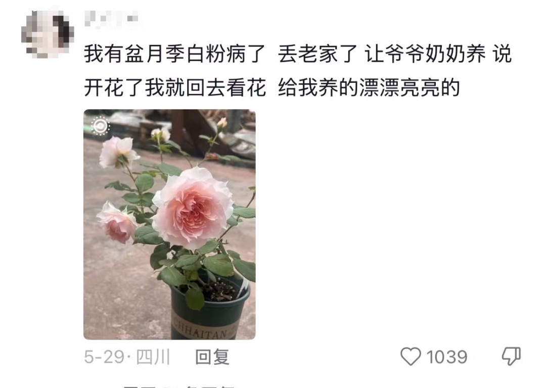 “我对我爸说杏熟了我就回去吃杏，然后我爸天天去看杏熟了没”