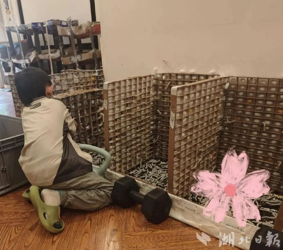 儿子想做蚕丝被,妈妈网购1万粒蚕卵,全家耗时六十多天,手搓两床被子 儿子想做蚕丝被,妈妈网购1万粒蚕卵,全家耗时六十多天,手搓两床被子