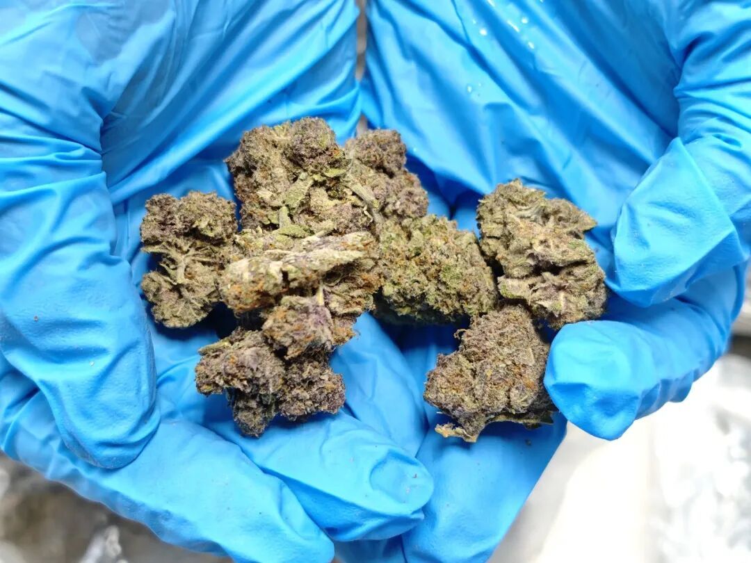 查获大麻枕芯近50公斤 查获大麻枕芯近50公斤