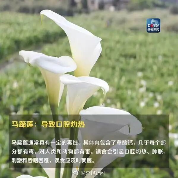 这种植物全株有毒!别摘、别碰! 这种植物全株有毒!别摘、别碰!