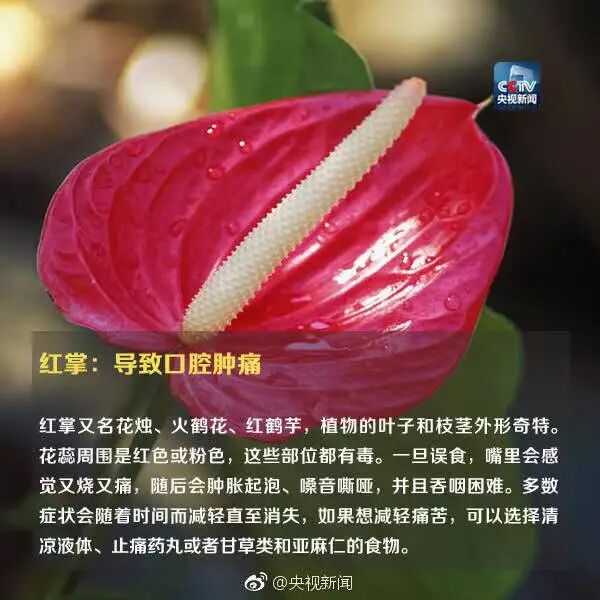 这种植物全株有毒!别摘、别碰! 这种植物全株有毒!别摘、别碰!