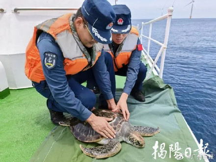广东紧急救助一只误吞鱼钩绿海龟