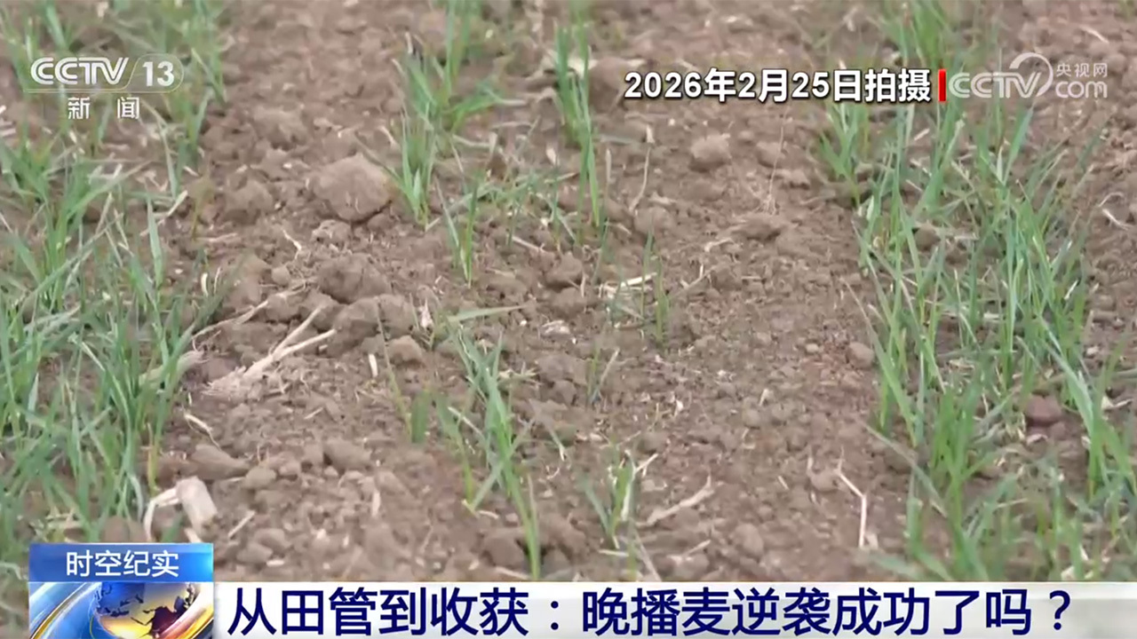 从“独秆麦”到亩产1137.8斤 看这片晚播麦如何层层“闯关” 从“独秆麦”到亩产1137.8斤 看这片晚播麦如何层层“闯关”