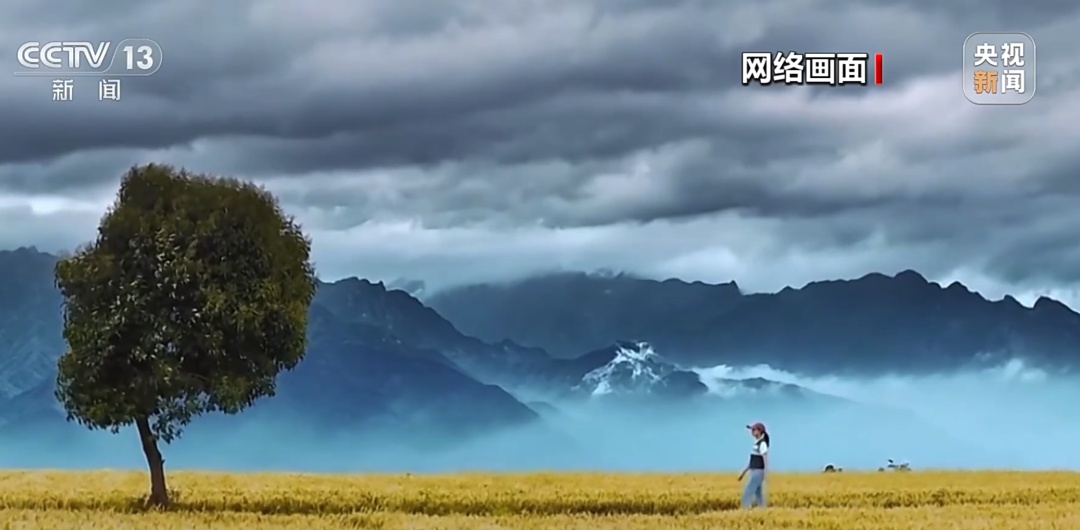 陕西“孤独树”走红,游客为拍照将麦田踩出小道,村民无奈砍掉树冠,村委会回应…… 陕西“孤独树”走红,游客为拍照将麦田踩出小道,村民无奈砍掉树冠,村委会回应……