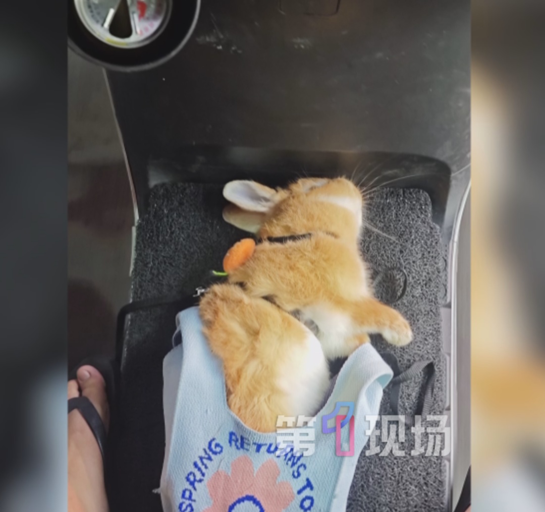 男子公园遛兔,兔子被4只未牵绳的犬只咬死!狗主人:兔也没牵绳,双方都有责任 男子公园遛兔,兔子被4只未牵绳的犬只咬死!狗主人:兔也没牵绳,双方都有责任