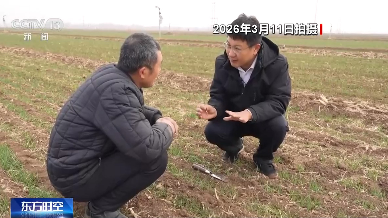 从“独秆麦”到亩产1137.8斤 看这片晚播麦如何层层“闯关” 从“独秆麦”到亩产1137.8斤 看这片晚播麦如何层层“闯关”