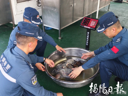 广东紧急救助一只误吞鱼钩绿海龟