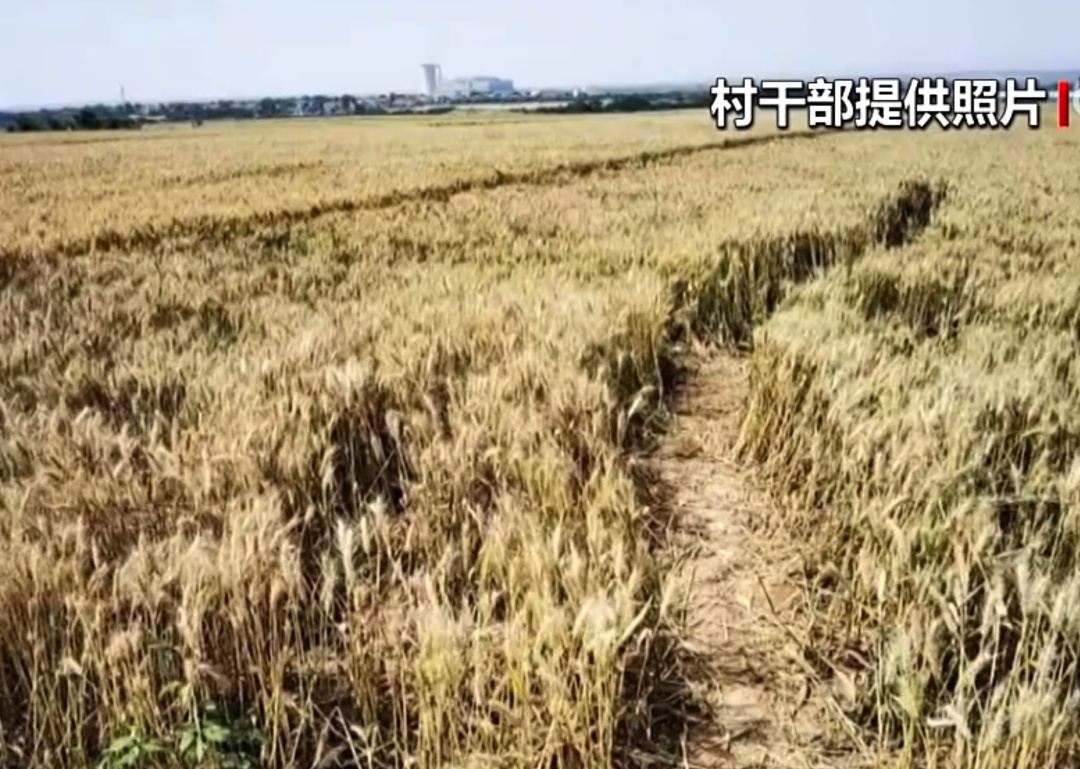 陕西“孤独树”走红,游客为拍照将麦田踩出小道,村民无奈砍掉树冠,村委会回应…… 陕西“孤独树”走红,游客为拍照将麦田踩出小道,村民无奈砍掉树冠,村委会回应……