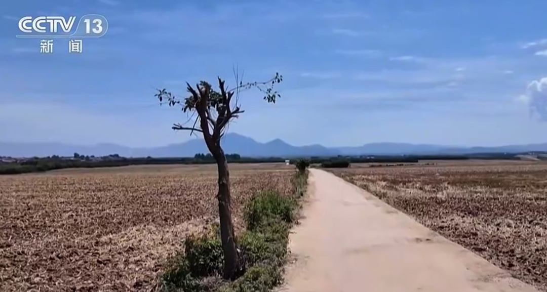 陕西“孤独树”走红,游客为拍照将麦田踩出小道,村民无奈砍掉树冠,村委会回应…… 陕西“孤独树”走红,游客为拍照将麦田踩出小道,村民无奈砍掉树冠,村委会回应……