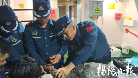 广东紧急救助一只误吞鱼钩绿海龟