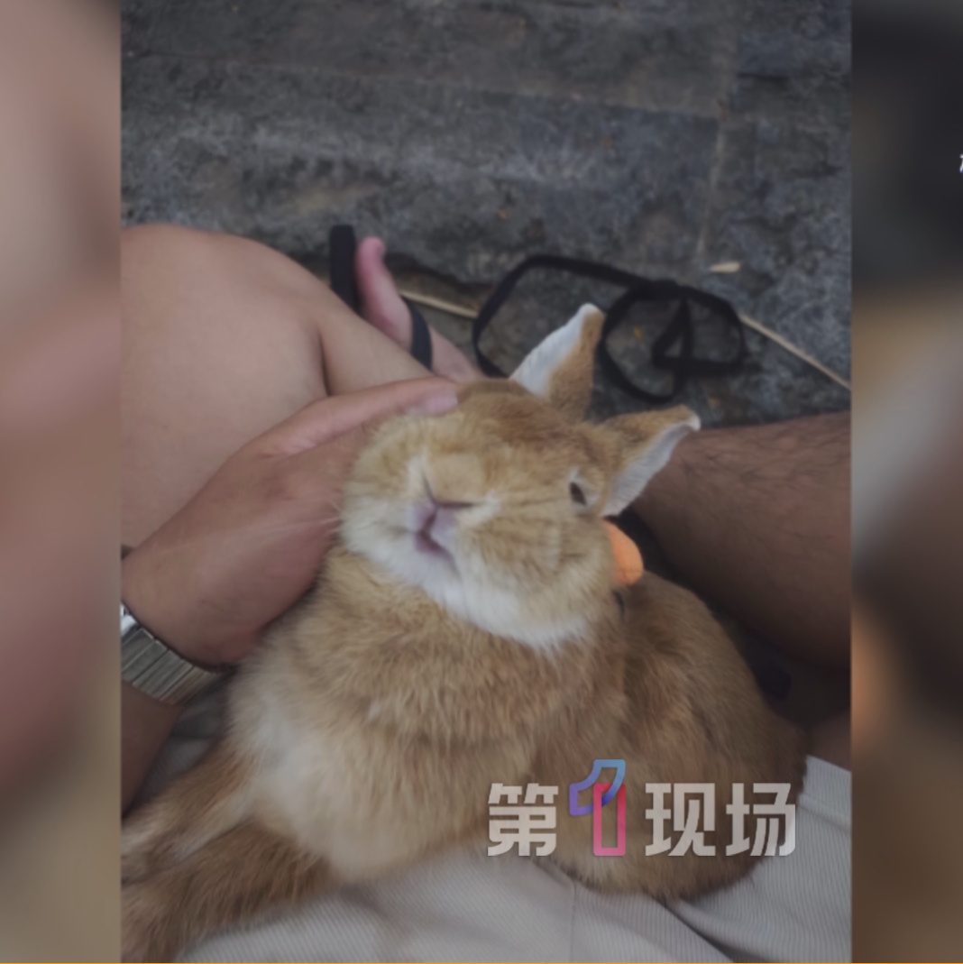 男子公园遛兔,兔子被4只未牵绳的犬只咬死!狗主人:兔也没牵绳,双方都有责任 男子公园遛兔,兔子被4只未牵绳的犬只咬死!狗主人:兔也没牵绳,双方都有责任