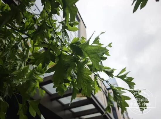 六月过半仍“凉凉”,吉林持续低温多雨谁是推手? 六月过半仍“凉凉”,吉林持续低温多雨谁是推手?