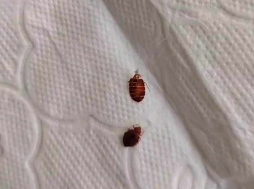 男子每到凌晨浑身发痒!开灯一看,床板缝隙里密密麻麻全是小虫 医生提醒 男子每到凌晨浑身发痒!开灯一看,床板缝隙里密密麻麻全是小虫 医生提醒