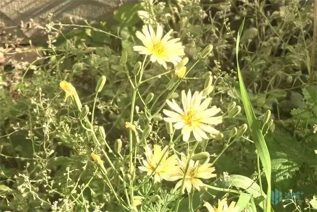 冰城夏日路边藏小惊喜!“迷你小菊花”正悄悄盛放,花期超长 冰城夏日路边藏小惊喜!“迷你小菊花”正悄悄盛放,花期超长