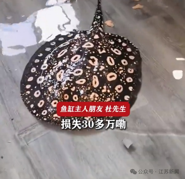 无锡一办公室大型鱼缸突然爆裂：养了多种名贵鱼，损失30多万，做成鱼汤发现不好吃