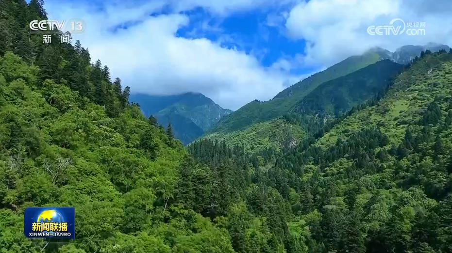【美丽中国行】泥巴山上架起“熊猫廊道” 【美丽中国行】泥巴山上架起“熊猫廊道”