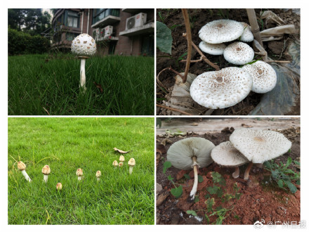 警惕！我国最常见毒蘑菇极易在家门口遇到
