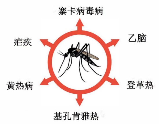 蚊子为何专咬你?转给经常被蚊子咬的朋友 蚊子为何专咬你?转给经常被蚊子咬的朋友