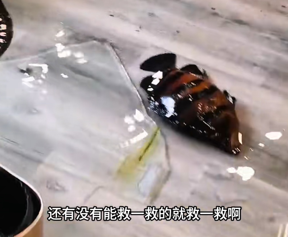 3米多鱼缸爆裂致多条名贵观赏鱼死亡,主人忍痛开席招待好友:味道还可以 3米多鱼缸爆裂致多条名贵观赏鱼死亡,主人忍痛开席招待好友:味道还可以