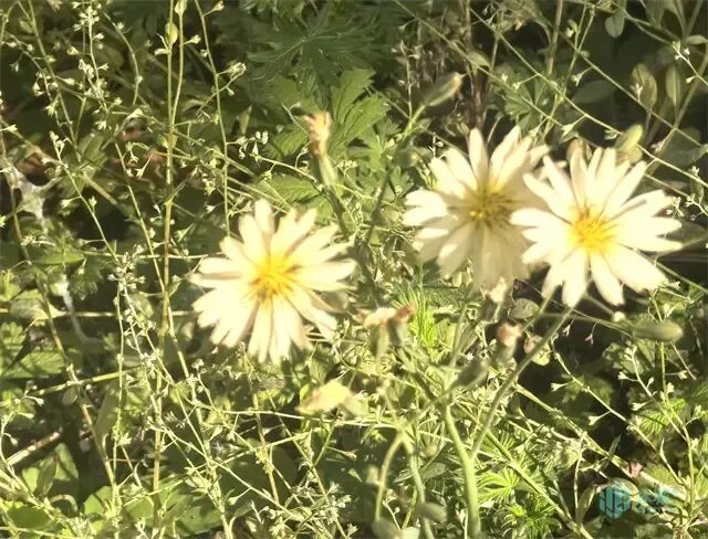 冰城夏日路边藏小惊喜!“迷你小菊花”正悄悄盛放,花期超长 冰城夏日路边藏小惊喜!“迷你小菊花”正悄悄盛放,花期超长