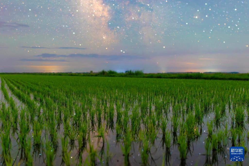 星空相册丨新禾映星河 “北大仓”的稻田星光画卷 星空相册丨新禾映星河 “北大仓”的稻田星光画卷