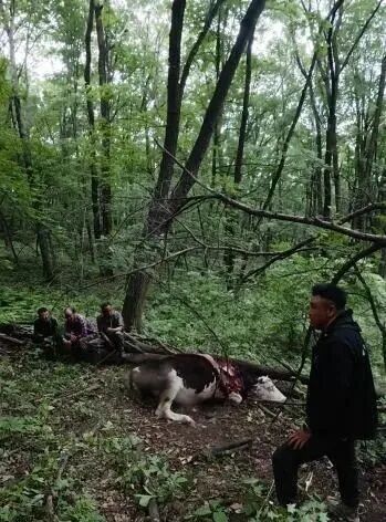 吉林一村民偶遇野生东北虎捕食黄牛,危急时刻爬树避险 吉林一村民偶遇野生东北虎捕食黄牛,危急时刻爬树避险