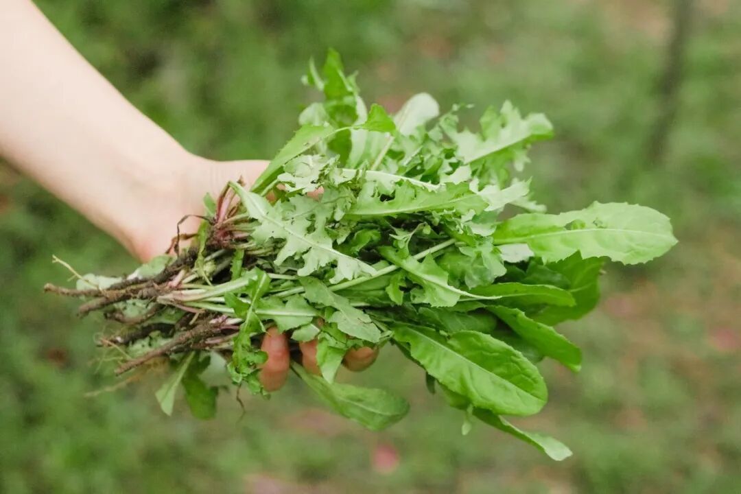 这种菜被称为“天然消炎药”,还有助于散结、护血管、保护肝脏 这种菜被称为“天然消炎药”,还有助于散结、护血管、保护肝脏