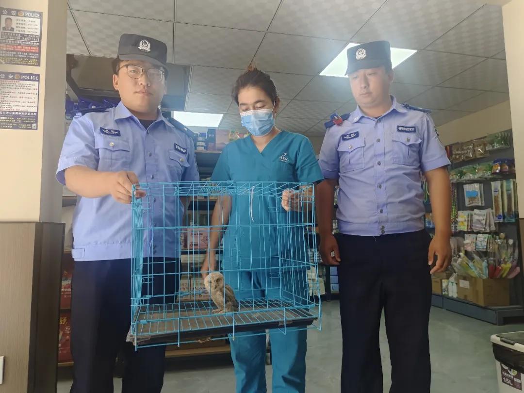 “我家车轮下躲了只怪鸟,圆眼睛毛茸茸的!”民警一查:国家二级保护动物! “我家车轮下躲了只怪鸟,圆眼睛毛茸茸的!”民警一查:国家二级保护动物!