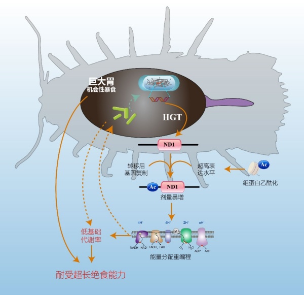 5年无需进食,我国科学家找到深海水虱抗饿绝招 5年无需进食,我国科学家找到深海水虱抗饿绝招