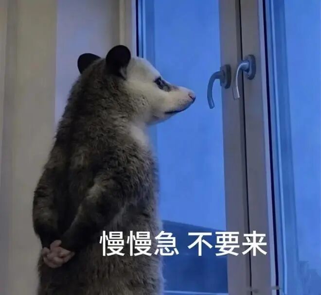 这只刷屏的负鼠,什么来头? 这只刷屏的负鼠,什么来头?