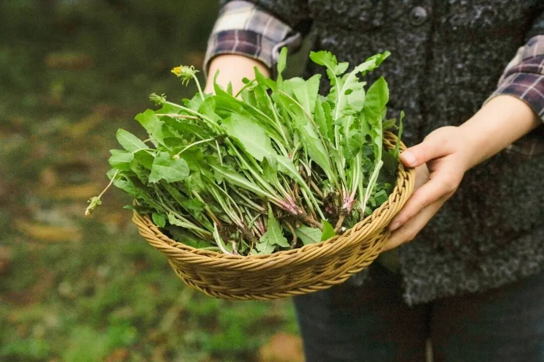 这种菜被称为“天然消炎药”,还有助于散结、护血管、保护肝脏 这种菜被称为“天然消炎药”,还有助于散结、护血管、保护肝脏