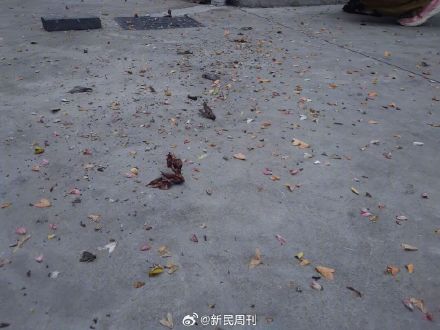 灯诱对昆虫伤害有多大 灯诱对昆虫伤害有多大