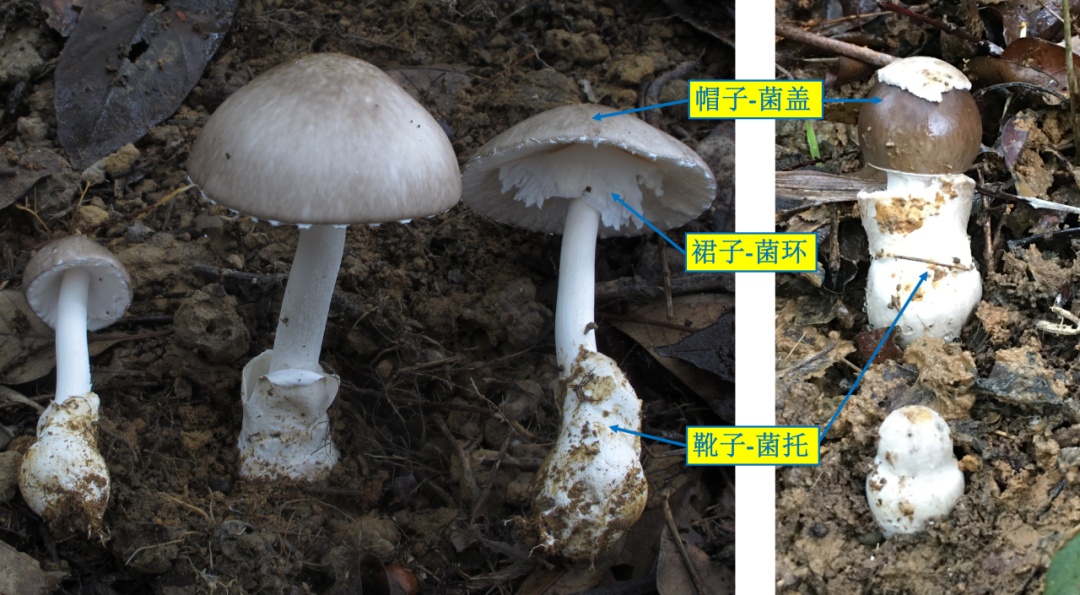 雨后深圳公园、绿化带大量惊现!网友纷纷询问:能吃吗? 雨后深圳公园、绿化带大量惊现!网友纷纷询问:能吃吗?