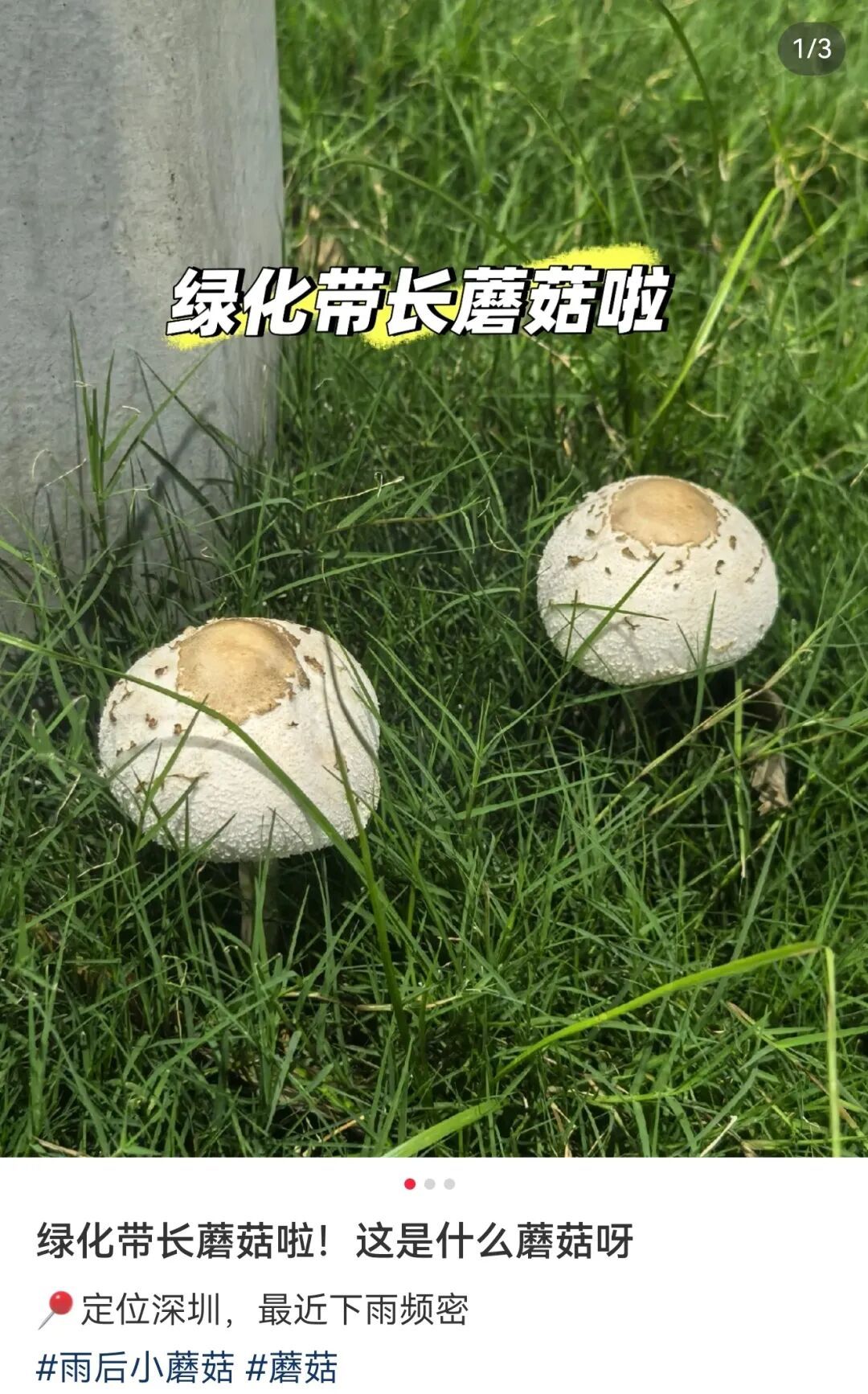 雨后深圳公园、绿化带大量惊现!网友纷纷询问:能吃吗? 雨后深圳公园、绿化带大量惊现!网友纷纷询问:能吃吗?