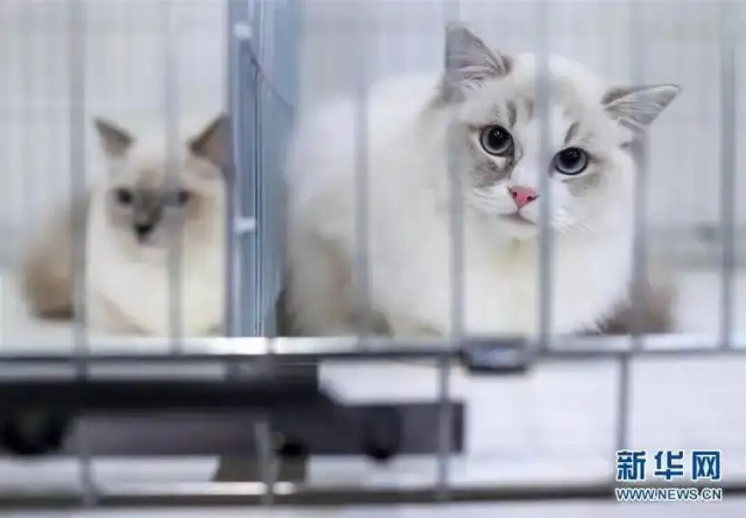 男子捡邻居的猫后以养出感情为由拒不归还,饲养期间还安排配种生育 男子捡邻居的猫后以养出感情为由拒不归还,饲养期间还安排配种生育