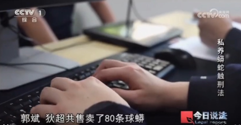 浙江男子在家里养300多条蟒蛇,涉案3000万,抓蛇现场,民警直呼毛骨悚然 浙江男子在家里养300多条蟒蛇,涉案3000万,抓蛇现场,民警直呼毛骨悚然
