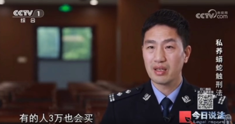 浙江男子在家里养300多条蟒蛇,涉案3000万,抓蛇现场,民警直呼毛骨悚然 浙江男子在家里养300多条蟒蛇,涉案3000万,抓蛇现场,民警直呼毛骨悚然