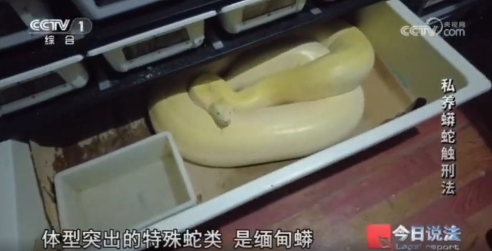 毛骨悚然!独居男子在小区里养300多条蟒蛇,16万购入4条球蟒 毛骨悚然!独居男子在小区里养300多条蟒蛇,16万购入4条球蟒