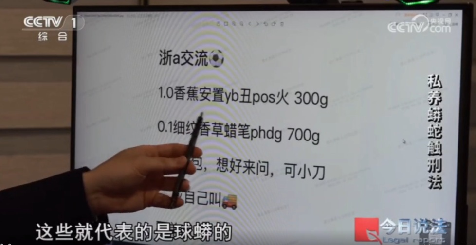 浙江男子在家里养300多条蟒蛇,涉案3000万,抓蛇现场,民警直呼毛骨悚然 浙江男子在家里养300多条蟒蛇,涉案3000万,抓蛇现场,民警直呼毛骨悚然