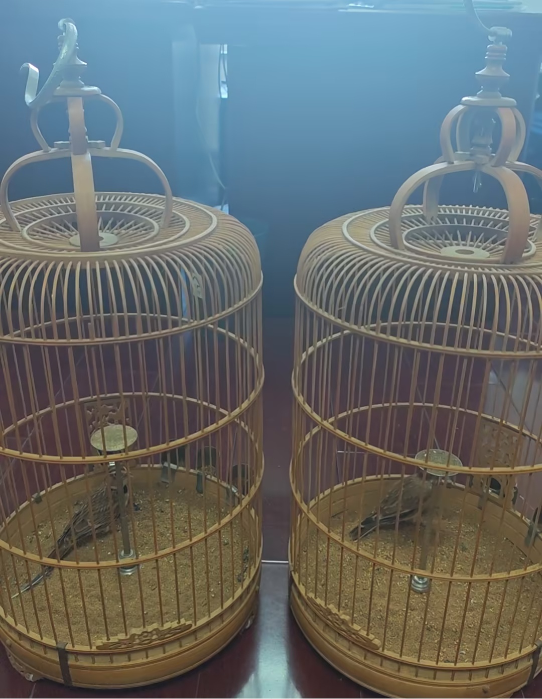 家中玻璃被砸花1800元买的两只鸟被盗 嫌疑人竟是邻居:见买主“显摆”不得劲 家中玻璃被砸花1800元买的两只鸟被盗 嫌疑人竟是邻居:见买主“显摆”不得劲